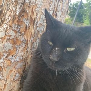 Meet your Posher, Mingus